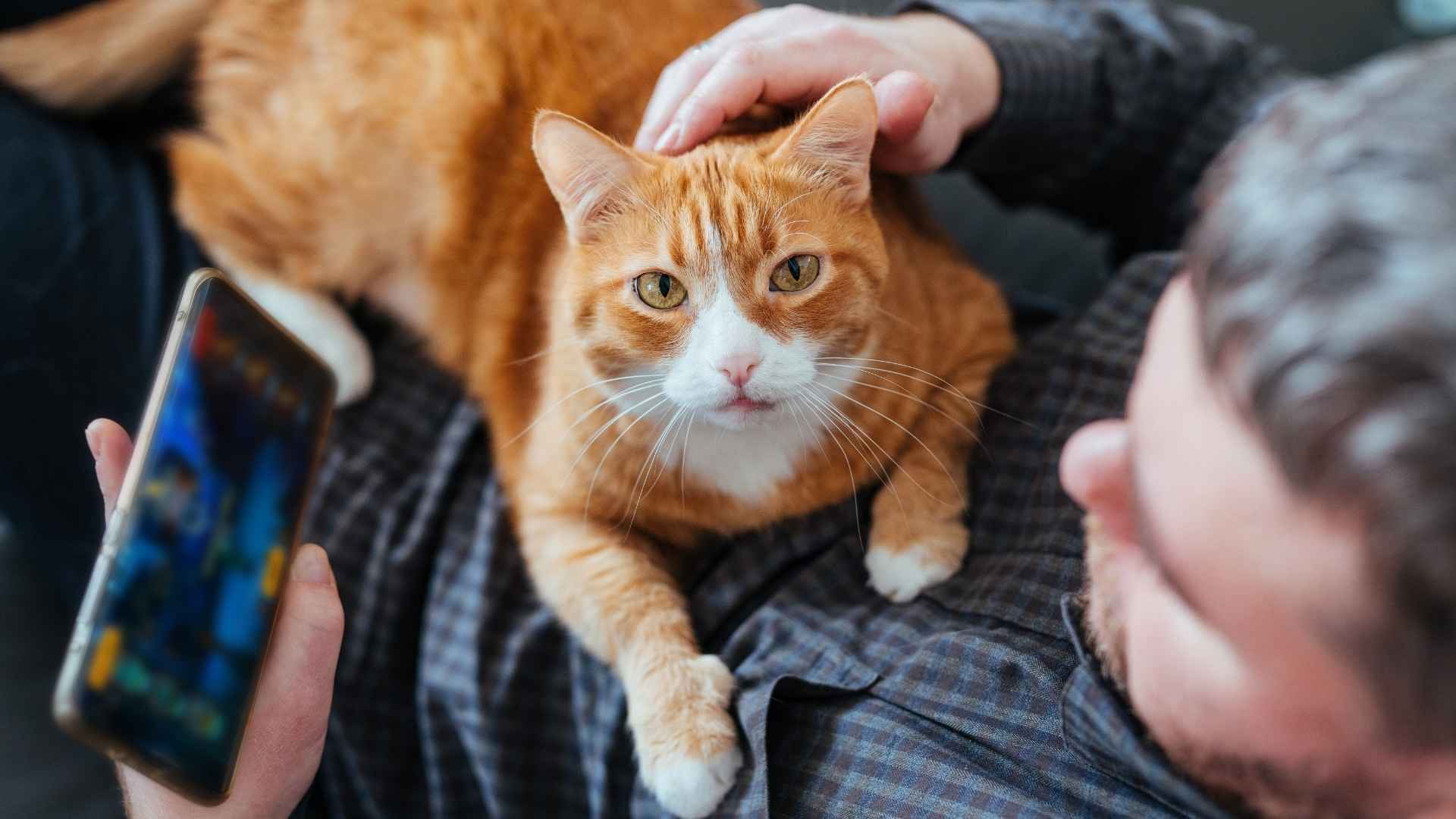 gato encima de chico
